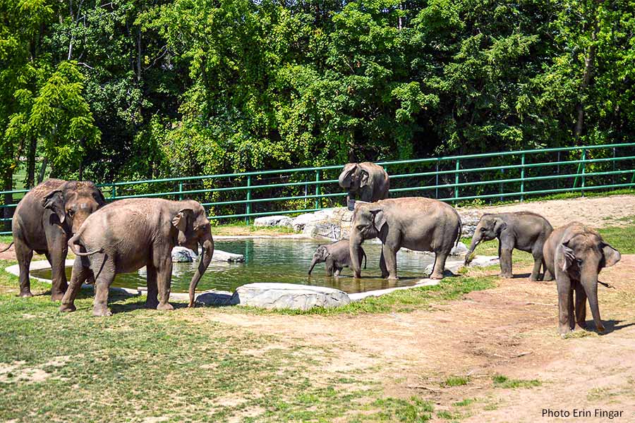 Herd of elephants at water pond