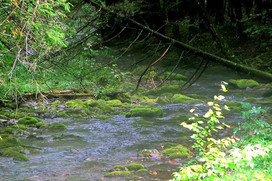 Small stream running through the Hammersley wild area