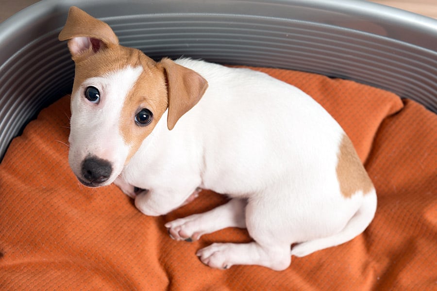 White and brown dog in dog bed