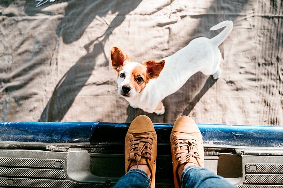 Dog looking up from ground outside of van