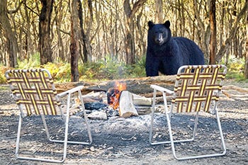 A bear by a campfire