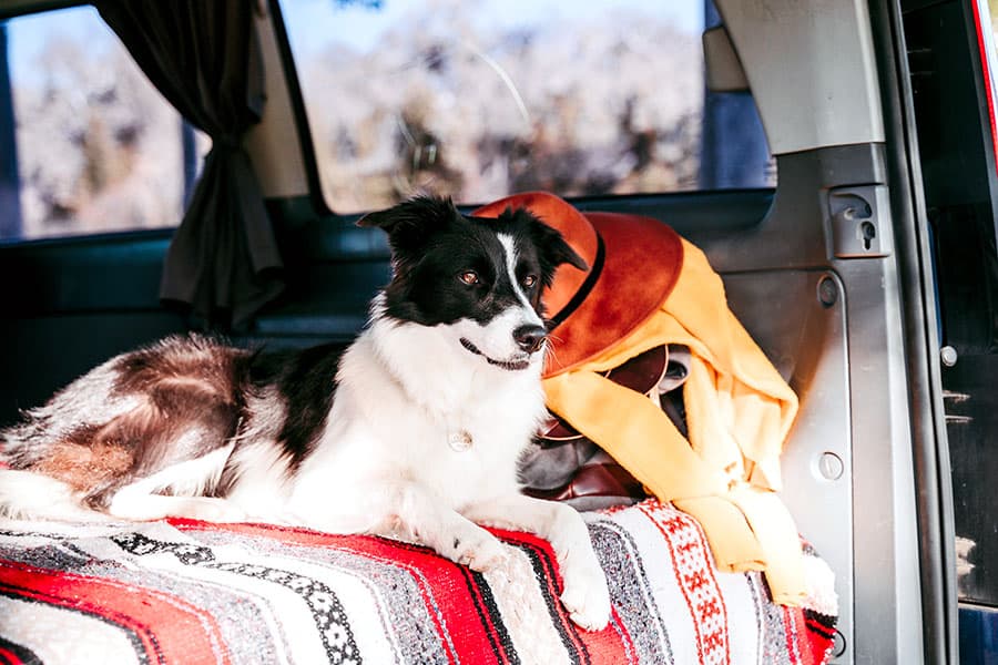 Black and white dog on the bed in a camper