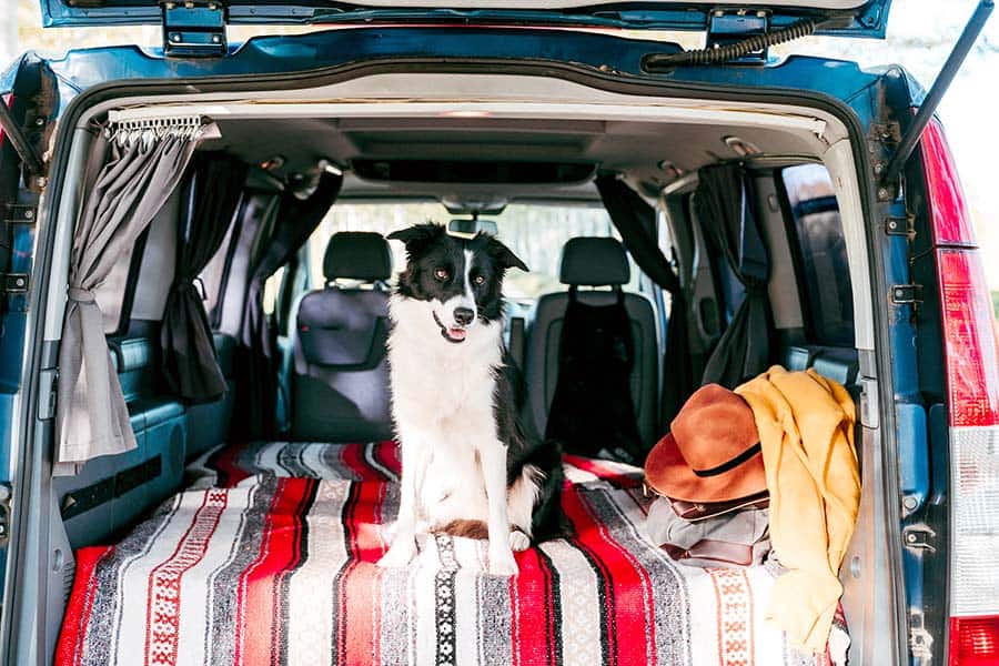 Collie dog sitting on bed in back of van