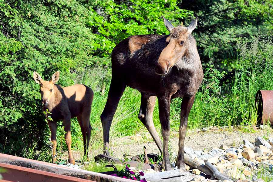 Mother moose and calf at edge of woods