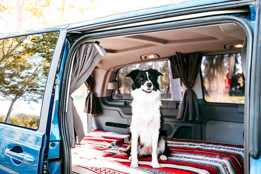 Black and white dog sitting on bed in van