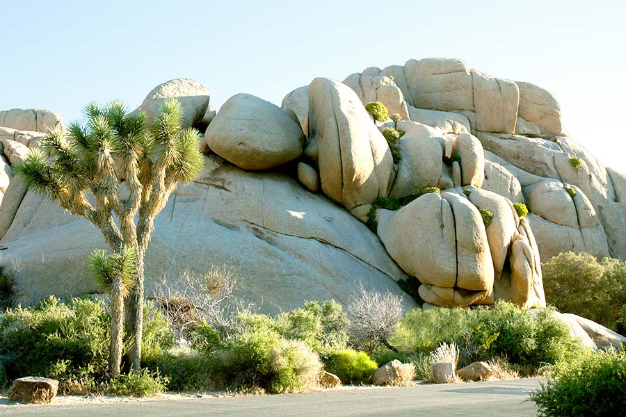 Joshua tree and large boulders beside highway