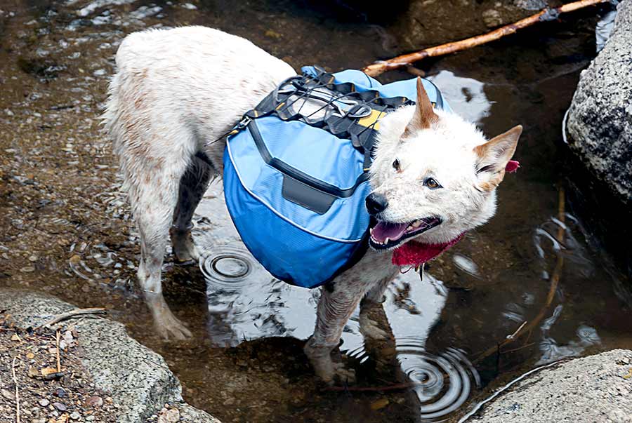 White dog wearing blue backpack standing in water