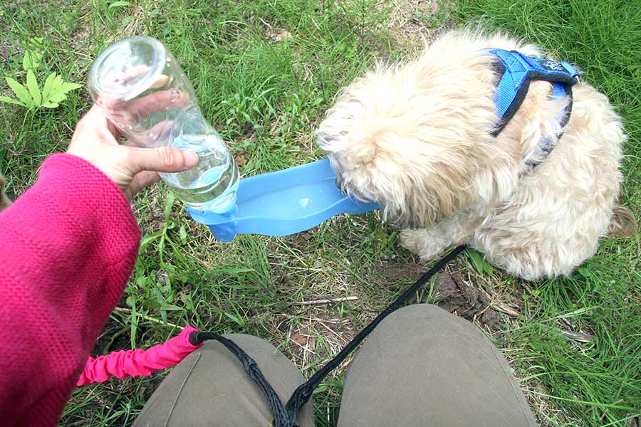 Woman giving a small white dog a drink from water bottle
