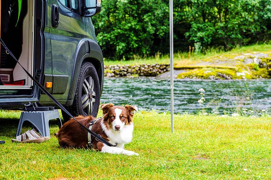 Brown and white dog on leash by van