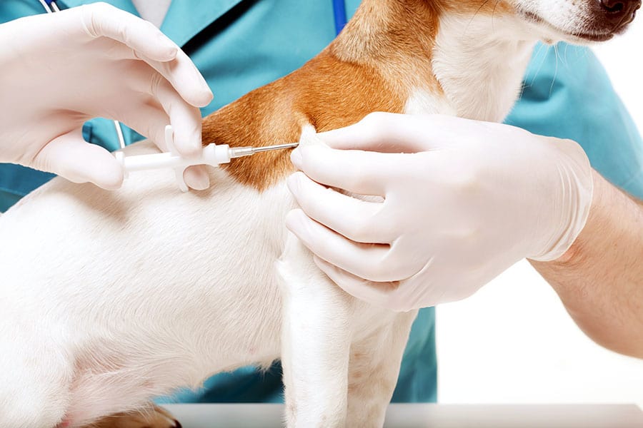 Vet placing microchip in small dog