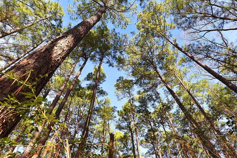 Blue sky through the trees in the Piney Woods, Texas