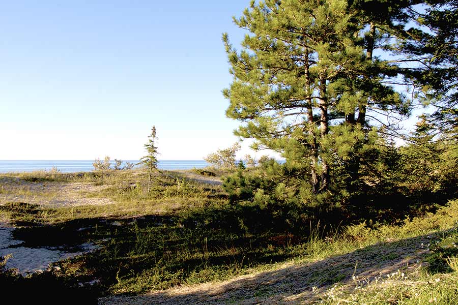 Pine trees with view of lake in background