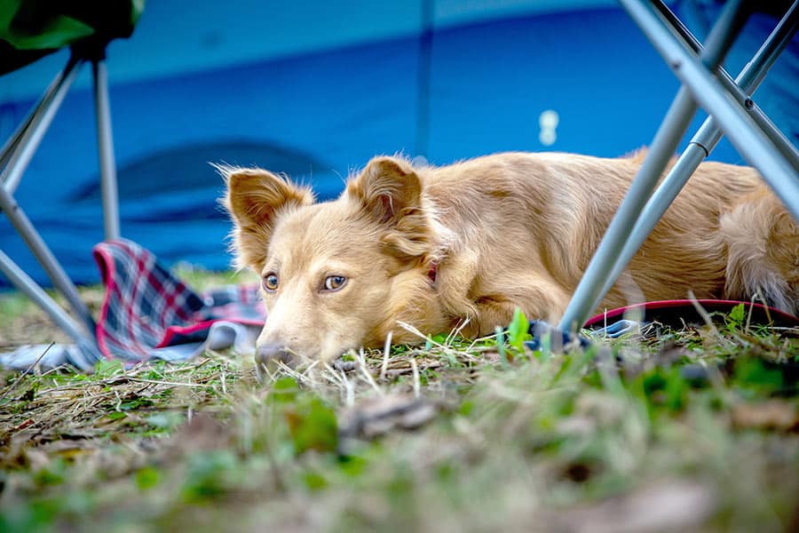 Dog in grass by camping chair