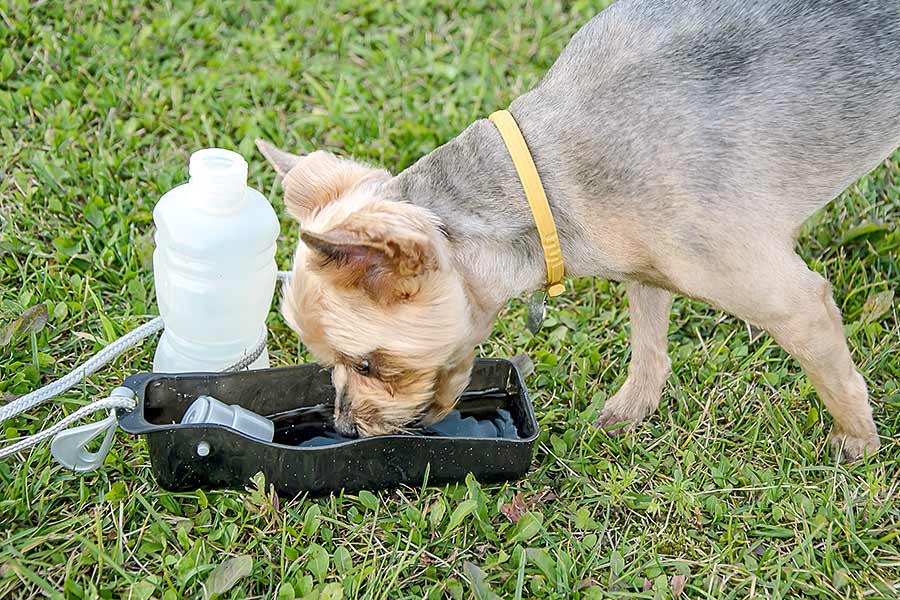 Brown dog drinking from portable water bowl