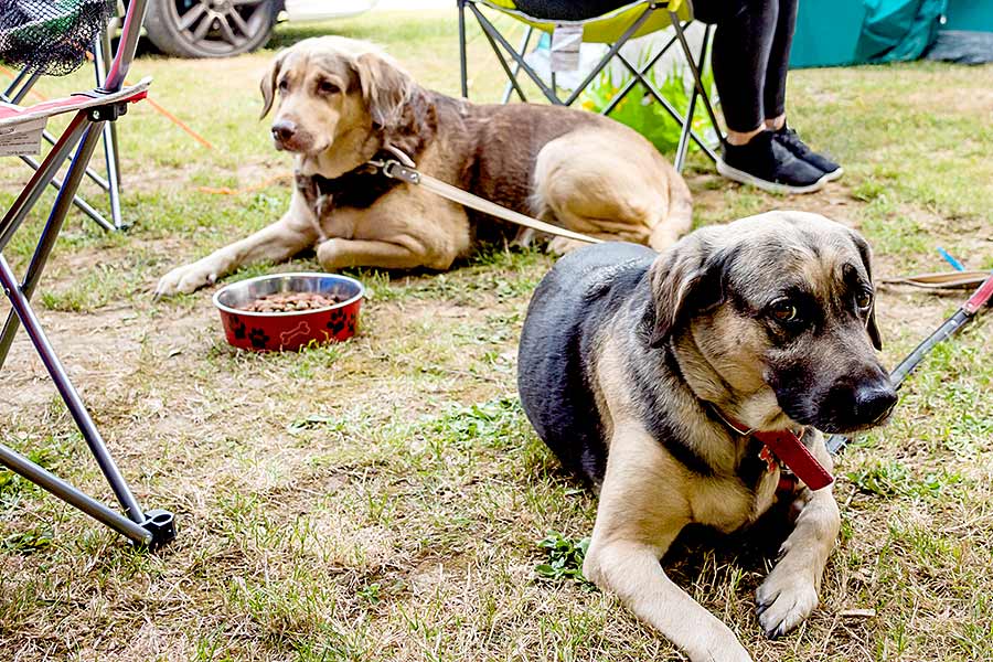 Two dogs on leashes at campsite