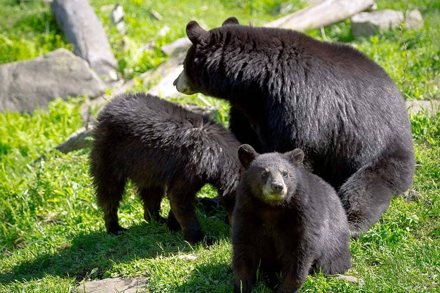 Black bear with two cubs