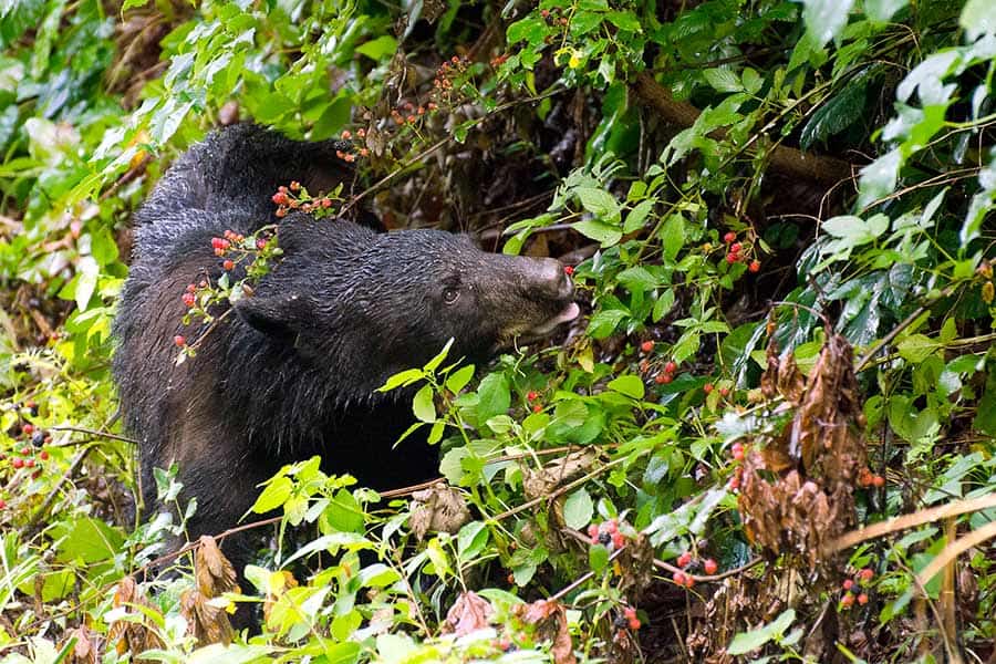 Black bear eating red berries