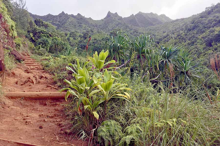 Hiking trail through green vegetation