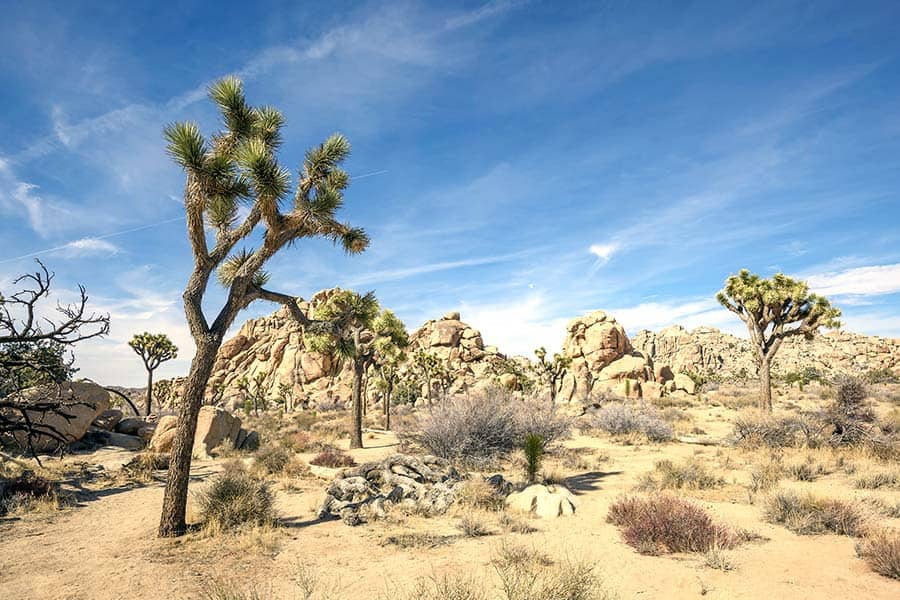 Sand and brush at Joshua Tree National Park