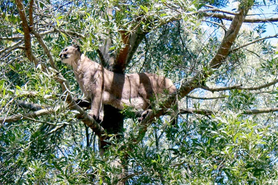 Mountain lion in tree standing on branches