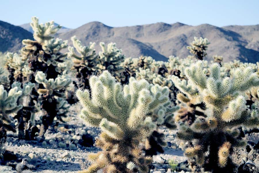 Slow growing Teddy-Bear cactus