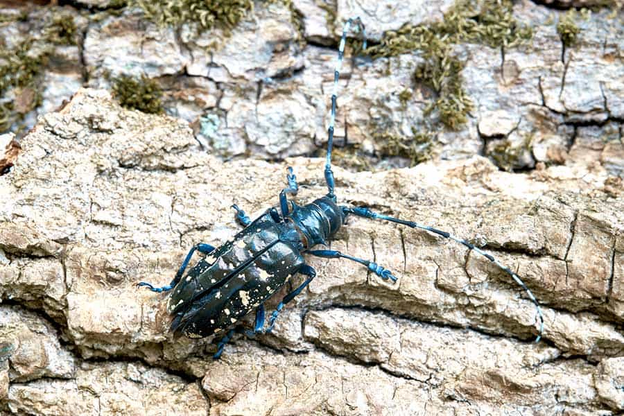 An Invasive species, the Asian longhorn beetle