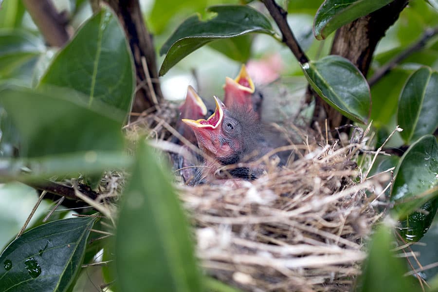 Baby birds in nest