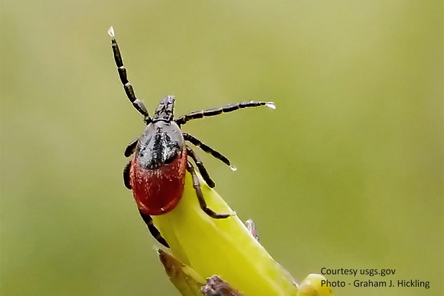 Female deer tick waiting to attach itself