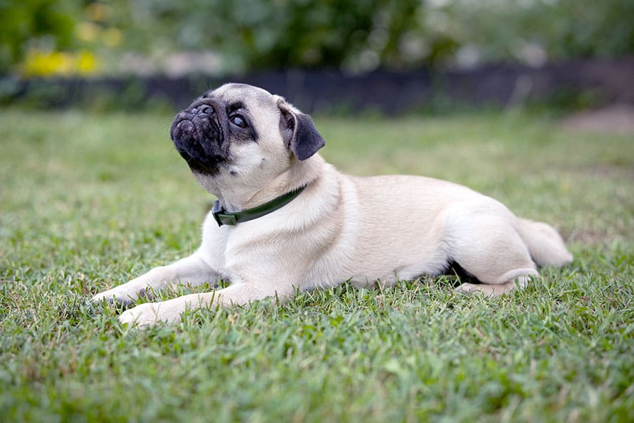 Dog laying in grass has flea and tick collar on