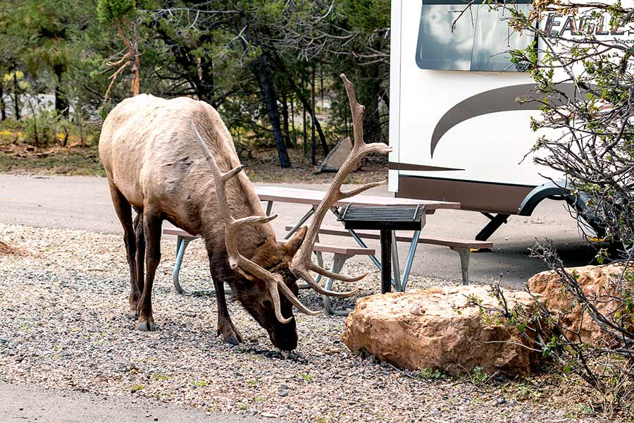 Bull elk feeding by RV trailer