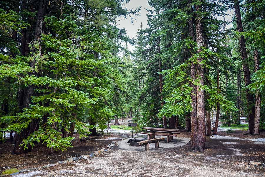 Campsite among dense stand of tall pine trees