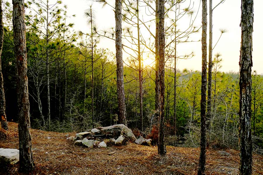 Remote campsite in the forest