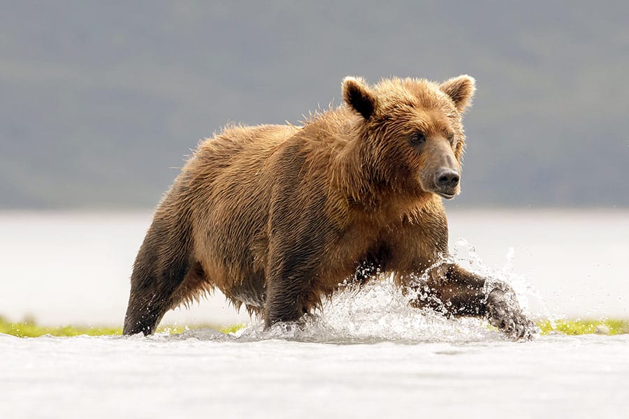 Grizzly bear running through the water