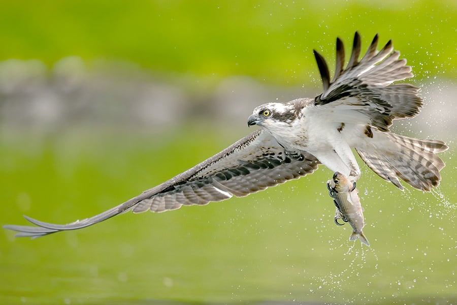 Osprey catching fish from lake