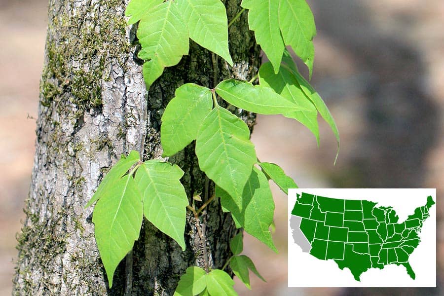 Poison Ivy growing on a small tree