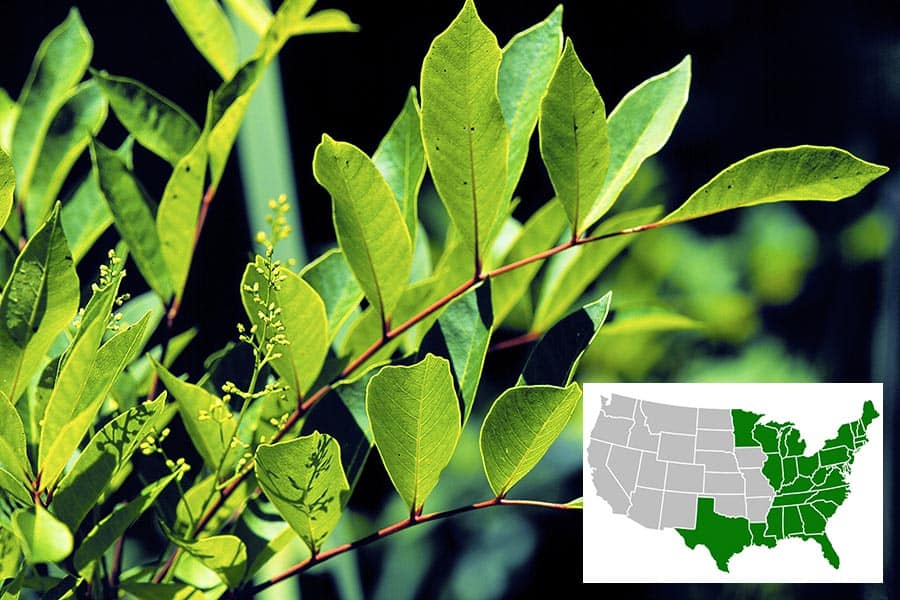 Close view of Poison Sumac