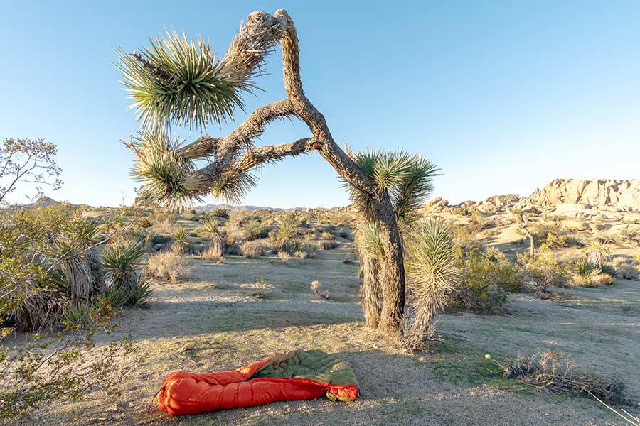Sleeping bag under Joshua tree in desert