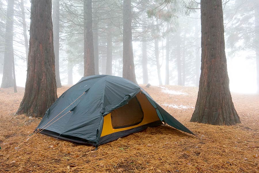 Tent pitched in misty pine forest