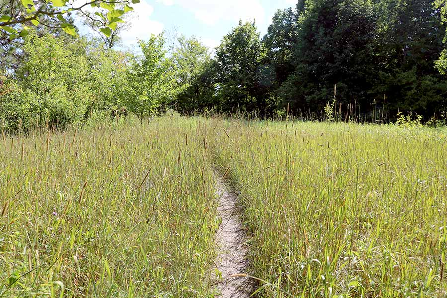 Trail through tall grass