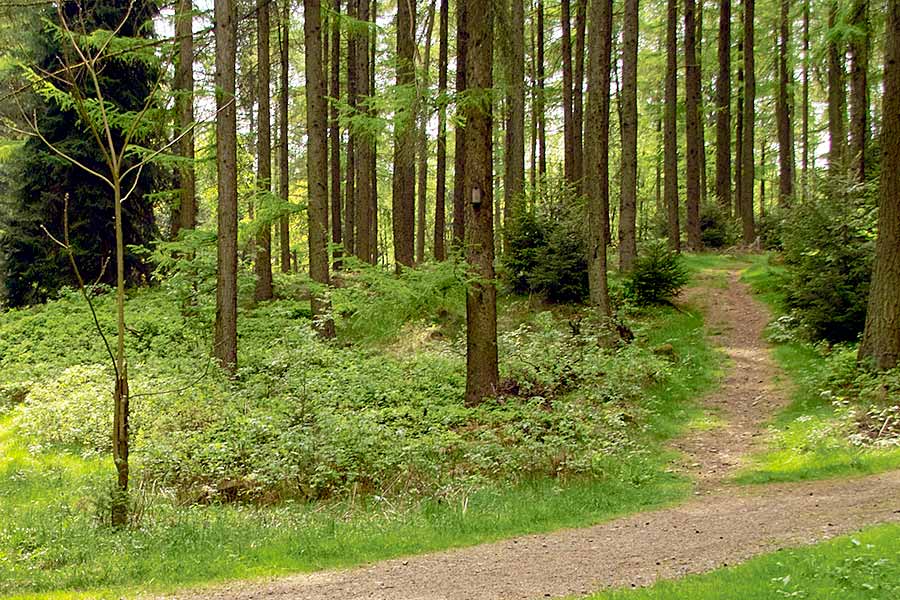 Hiking trail through the forest