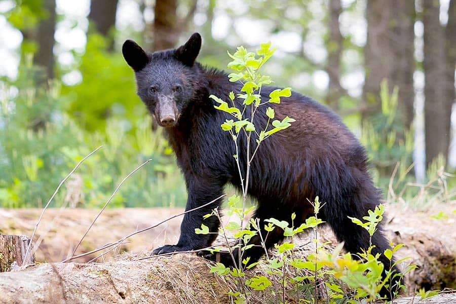 Young black bear in the forest