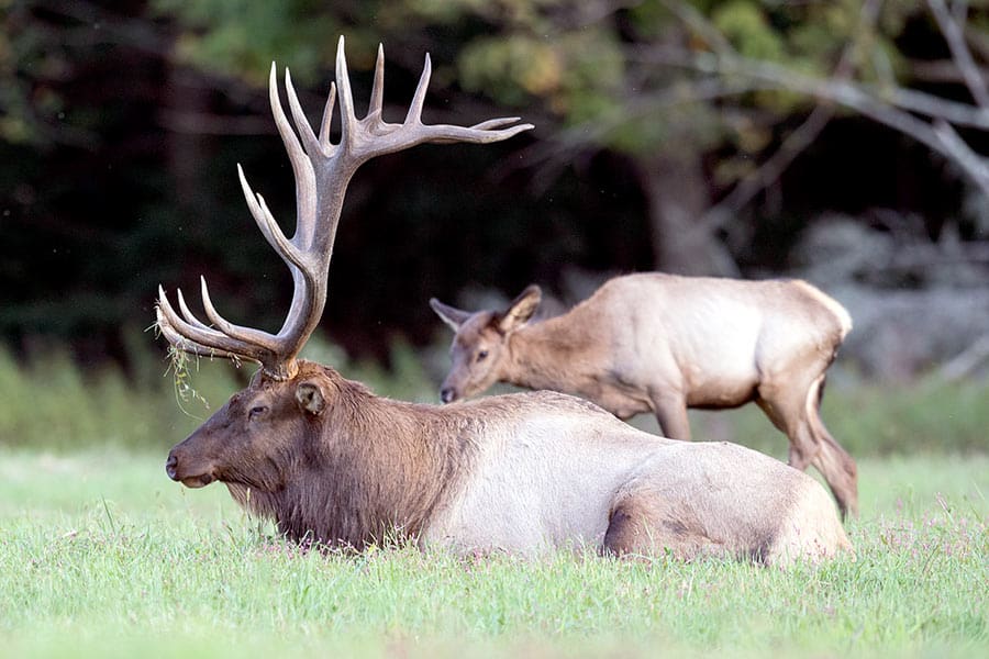 Bull elk laying in meadow with cow standing behind