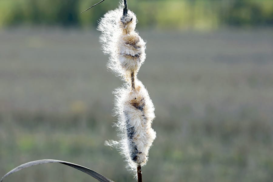 Cattail fluff blowing in the wind