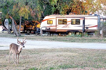 White-tailed buck in campground
