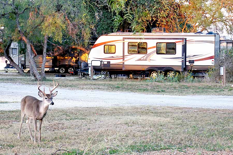 White-tailed buck standing near camper trailers