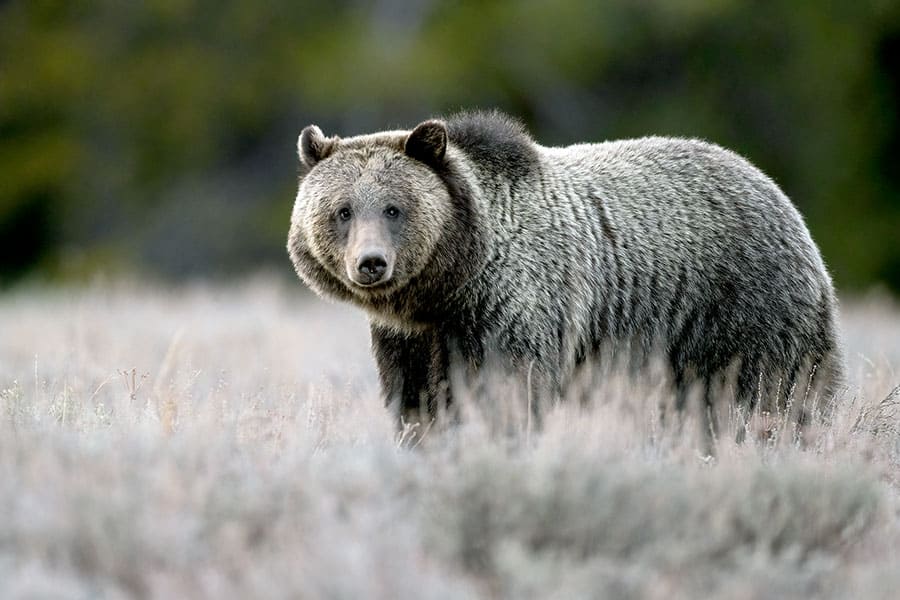 Large adult grizzly bear standing in the tall grass