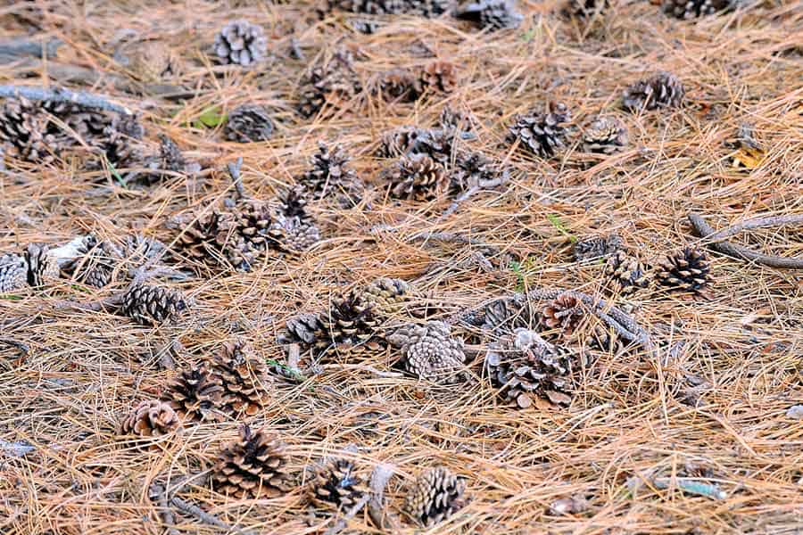 Pine needles and cones on ground