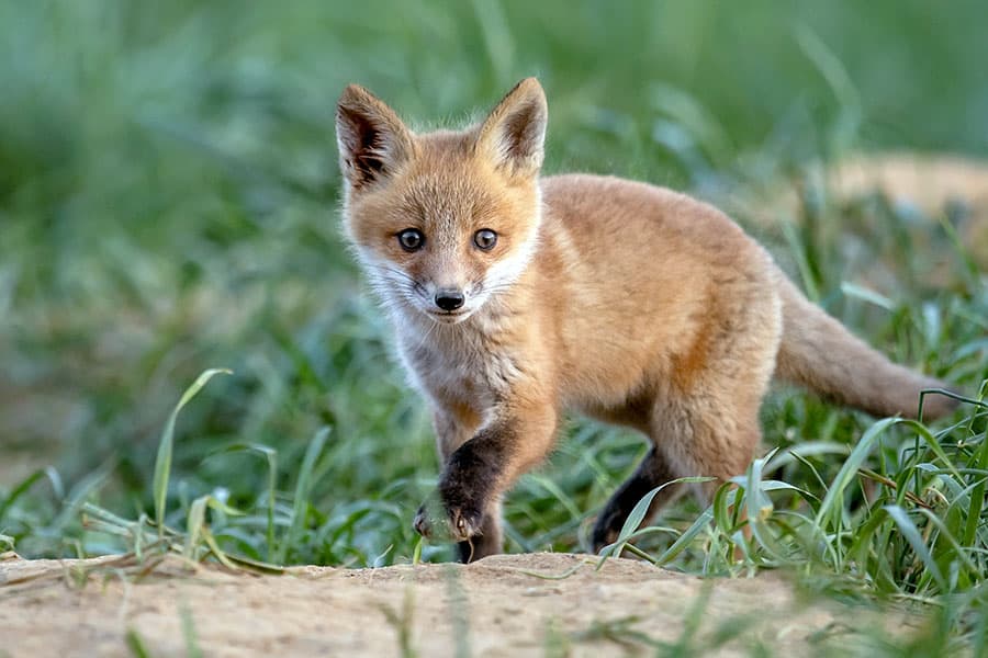 Small red fox trotting through grassy meadow