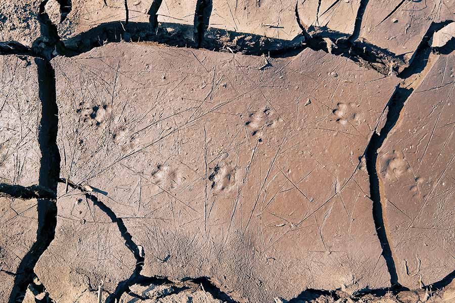 Animal tracks in soft mud that has dried