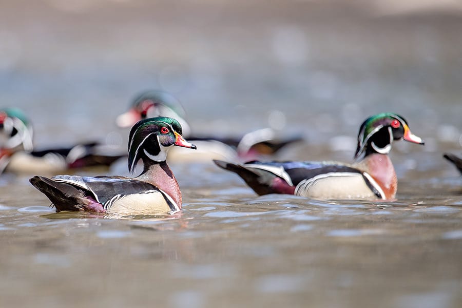 Wood ducks swimming on pond